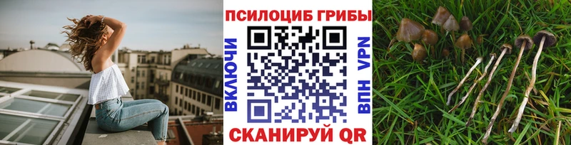 Псилоцибиновые грибы Psilocybine cubensis  Купить где  Льгов 